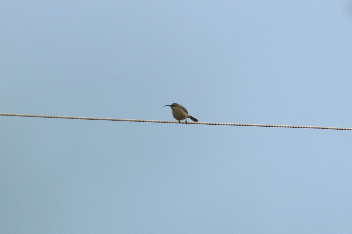 Tacazze Sunbird - ML652853655