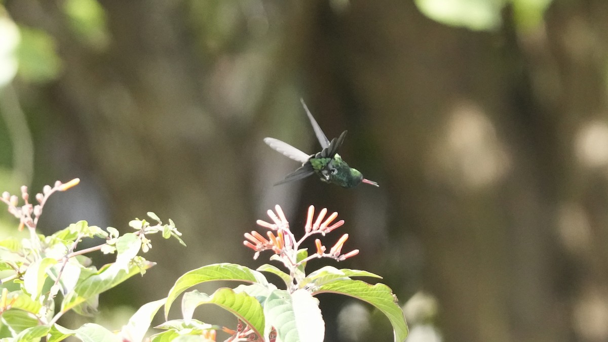 Cozumel Emerald - ML652853682