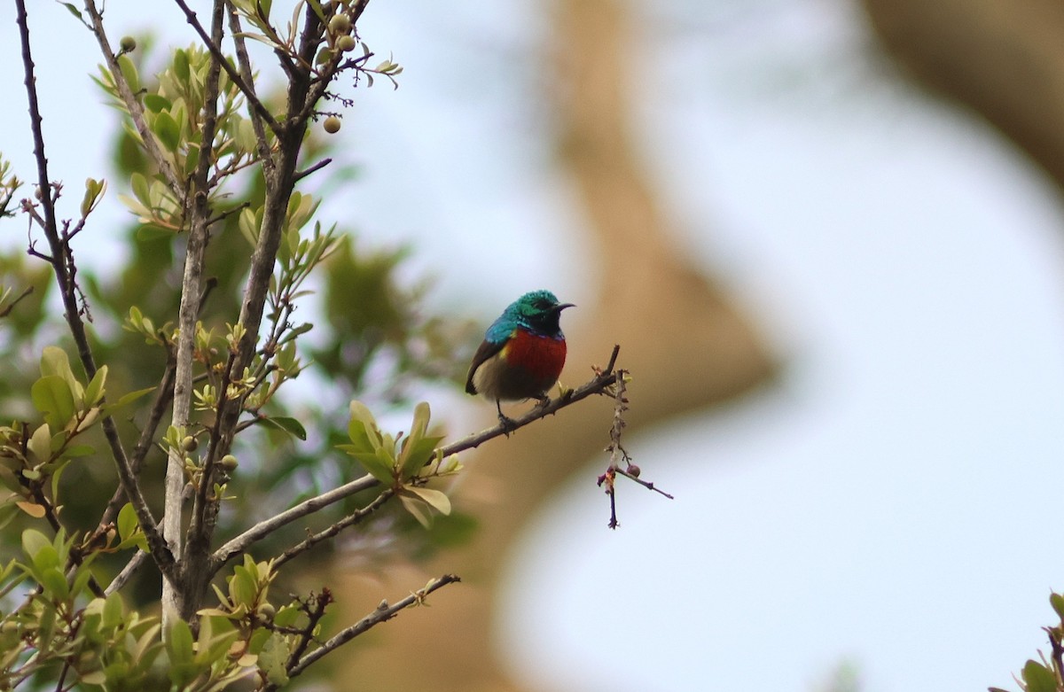 Northern Double-collared Sunbird - ML652853688