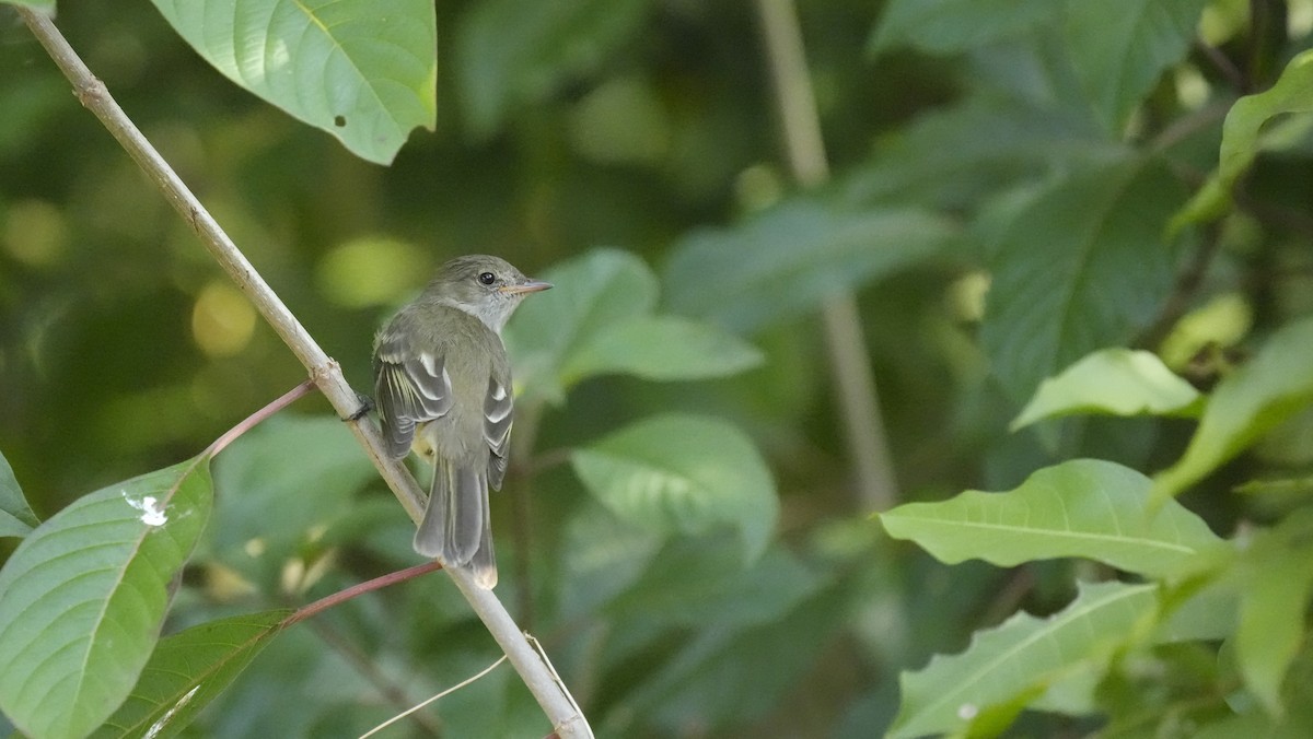 Caribbean Elaenia - ML652853702