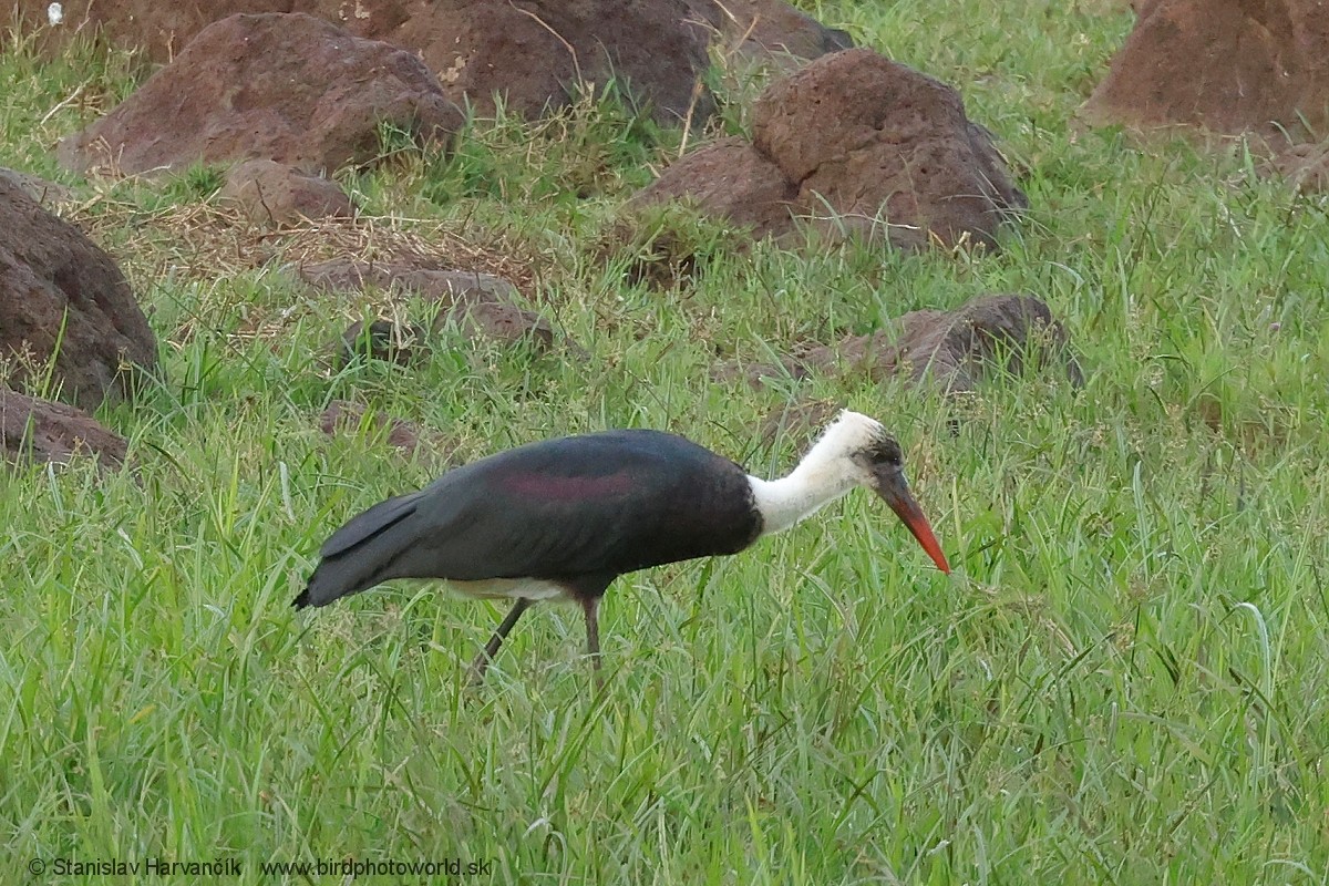 African Woolly-necked Stork - ML652853763