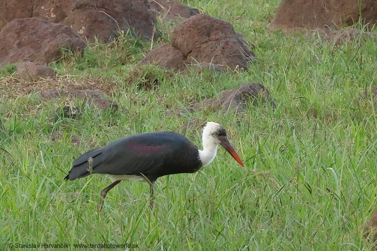African Woolly-necked Stork - ML652853764