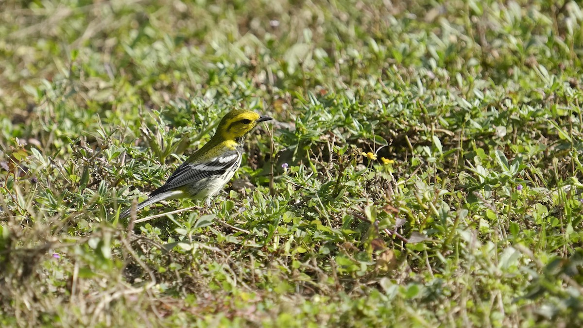 Black-throated Green Warbler - ML652853783
