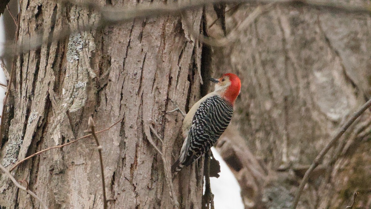 Гіла каролінська - ML652854020