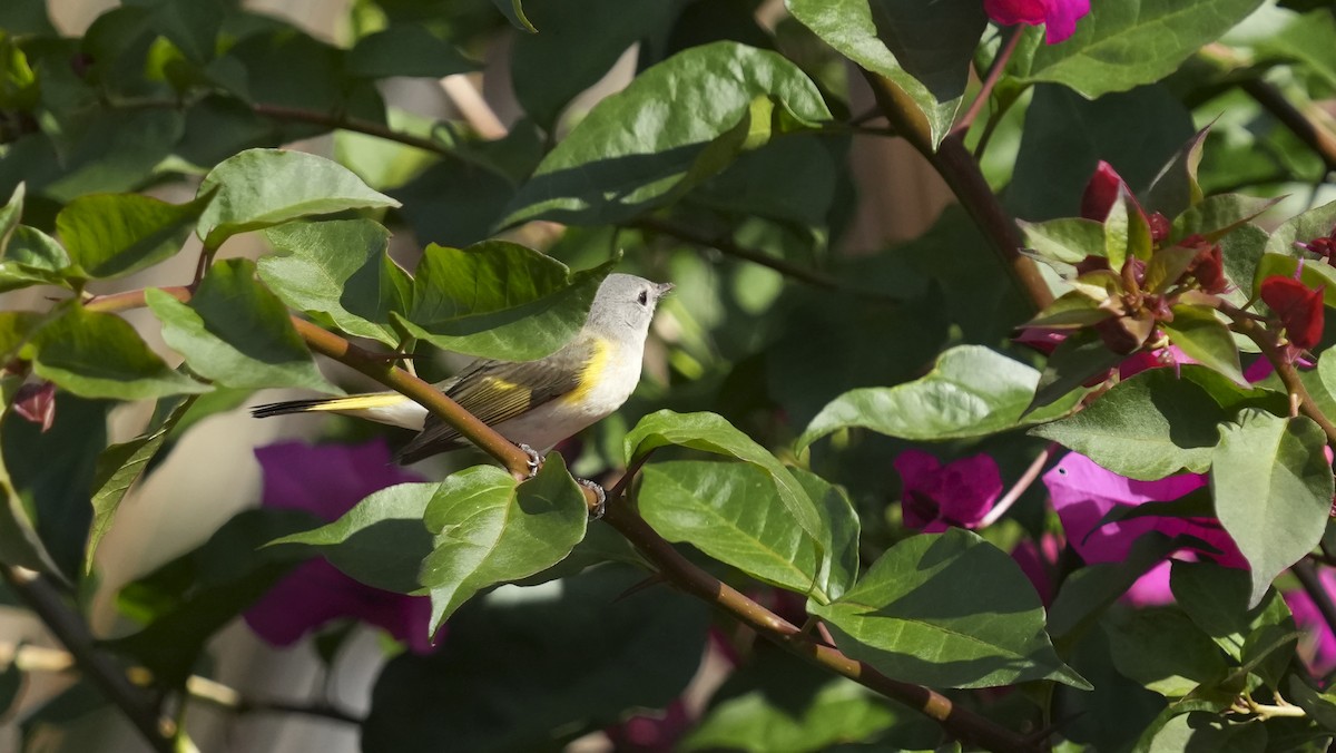 American Redstart - ML652854023