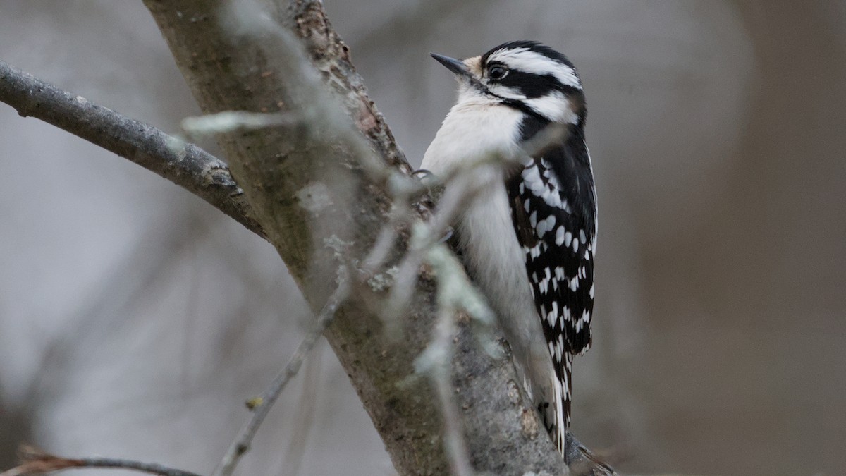 Дятел пухнастий - ML652854064