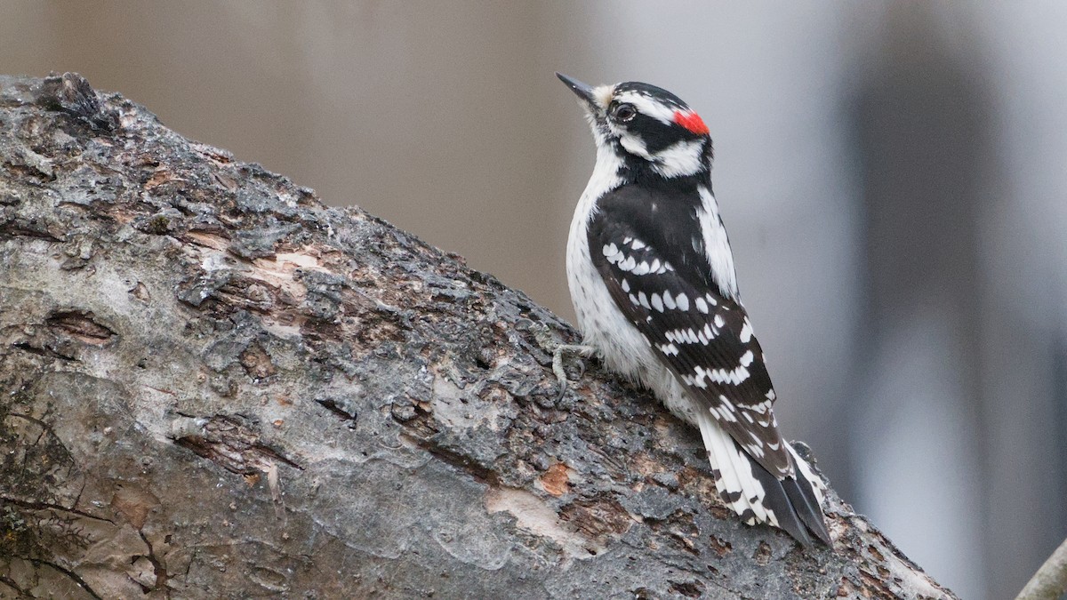 Дятел пухнастий - ML652854065