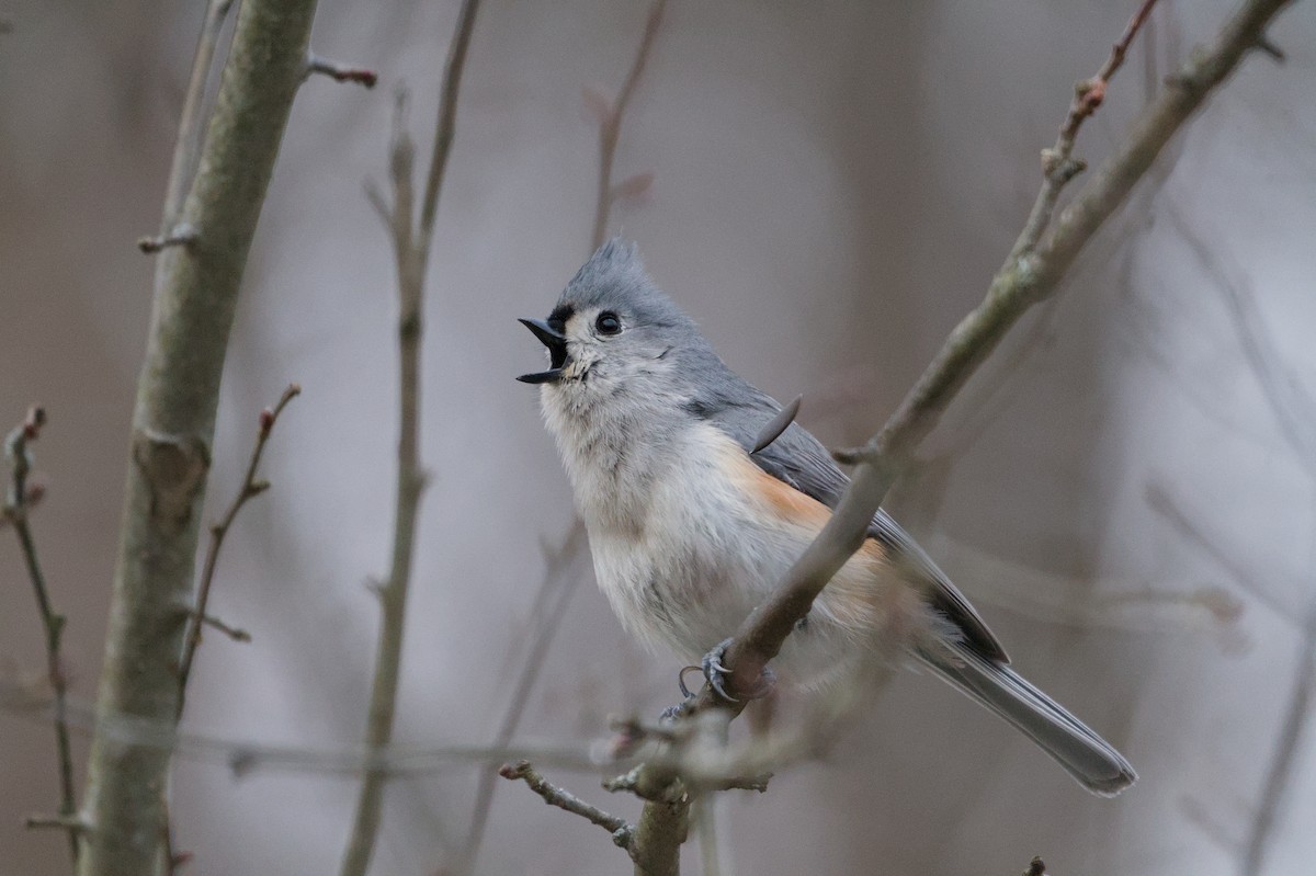 Синиця гострочуба - ML652854081