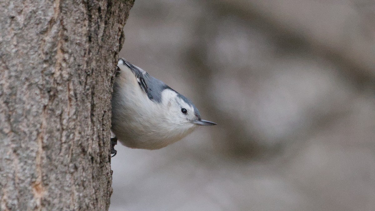 Повзик каролінський - ML652854108