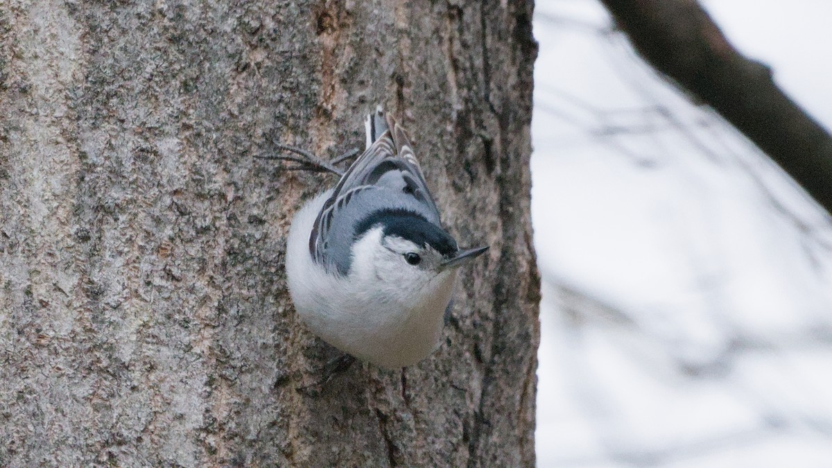 Повзик каролінський - ML652854110