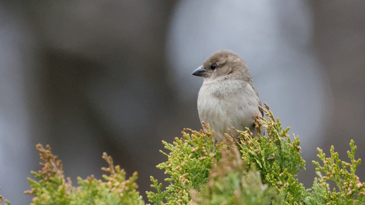Горобець хатній - ML652854127