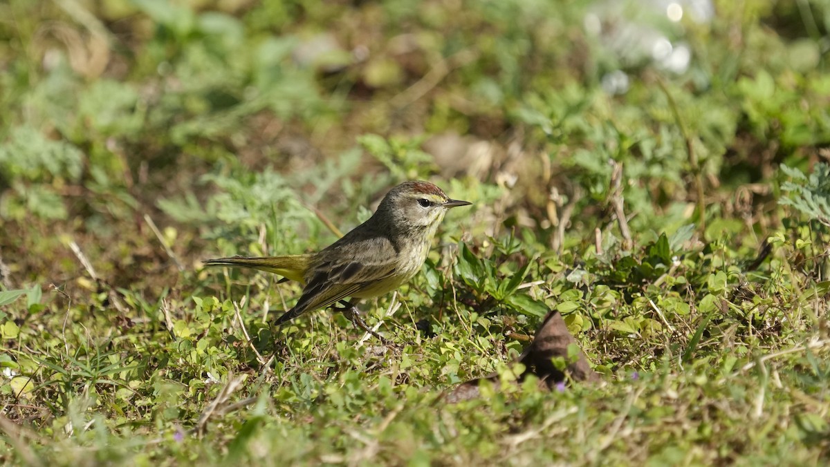 Palm Warbler - ML652854135