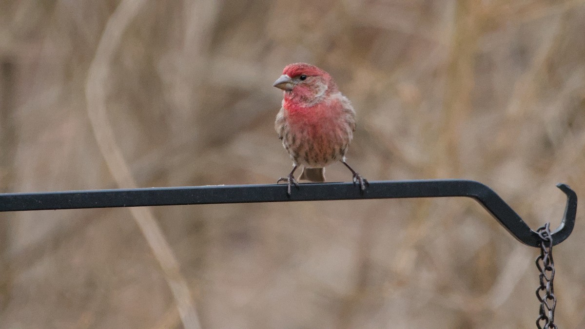 Чечевиця садова - ML652854139
