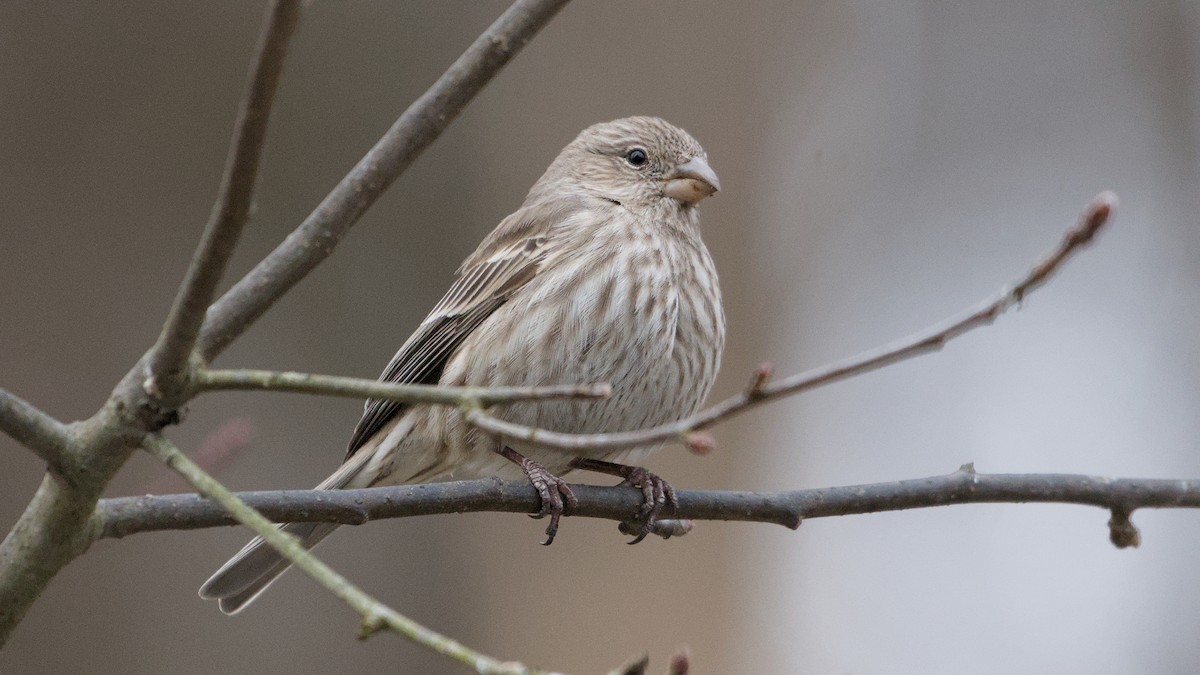 Чечевиця садова - ML652854140