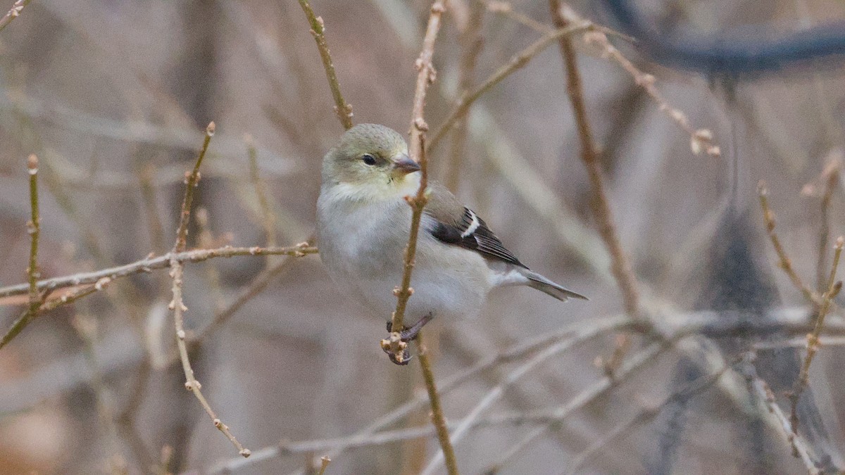 Чиж золотий - ML652854169