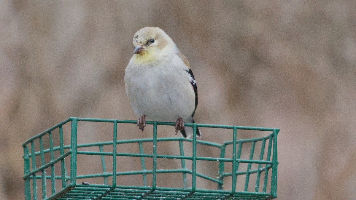 Чиж золотий - ML652854170