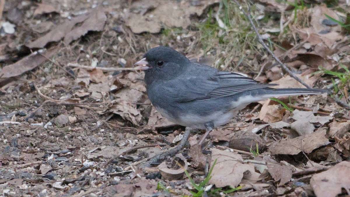 Юнко сірий - ML652854184