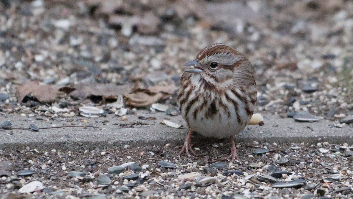 Пасовка співоча - ML652854190