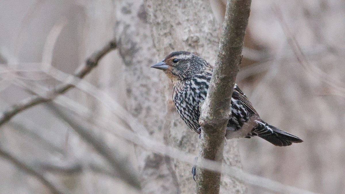 Еполетник червоноплечий - ML652854217