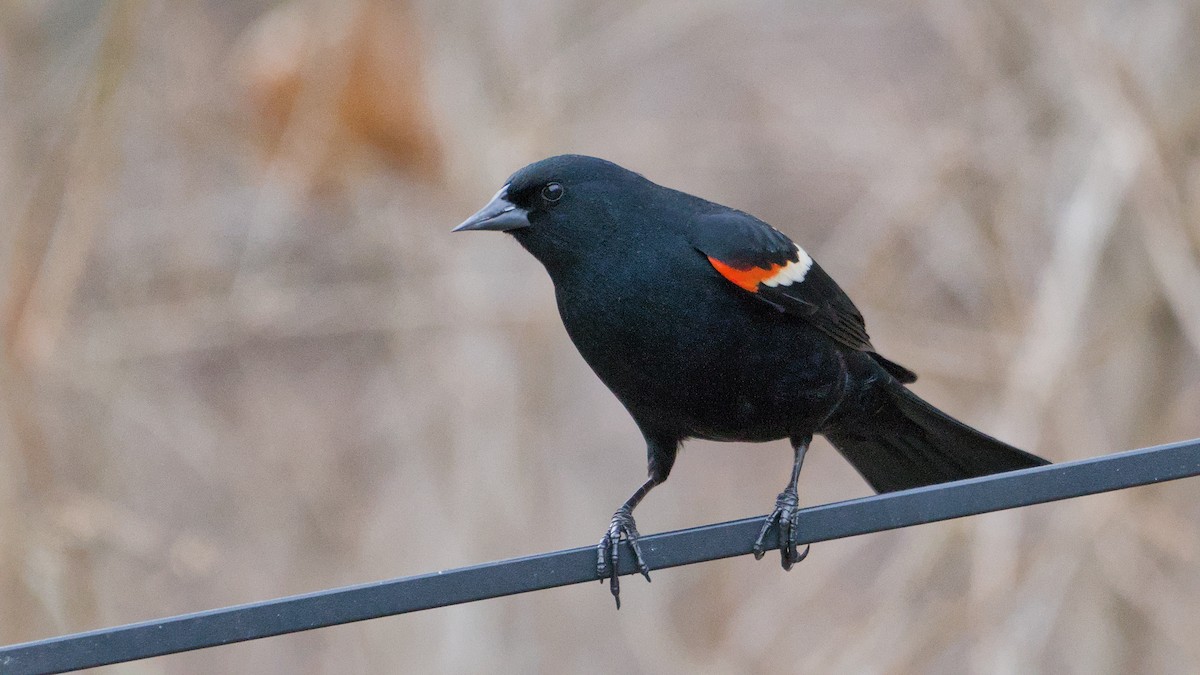 Еполетник червоноплечий - ML652854218