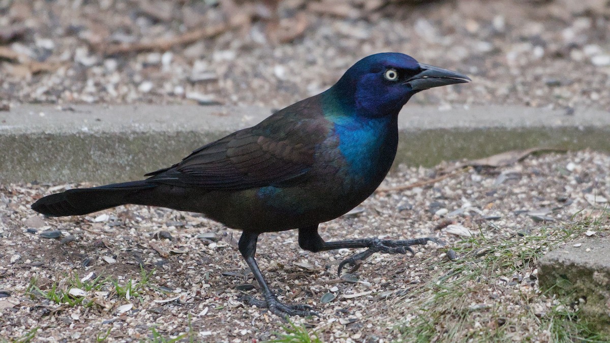 Гракл пурпуровошиїй - ML652854232