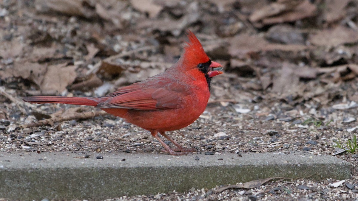 Кардинал червоний - ML652854233