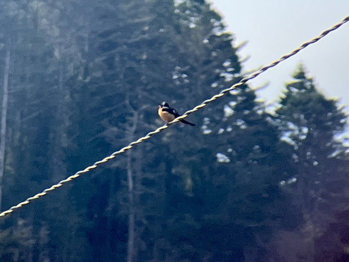 vlaštovka obecná - ML652854402