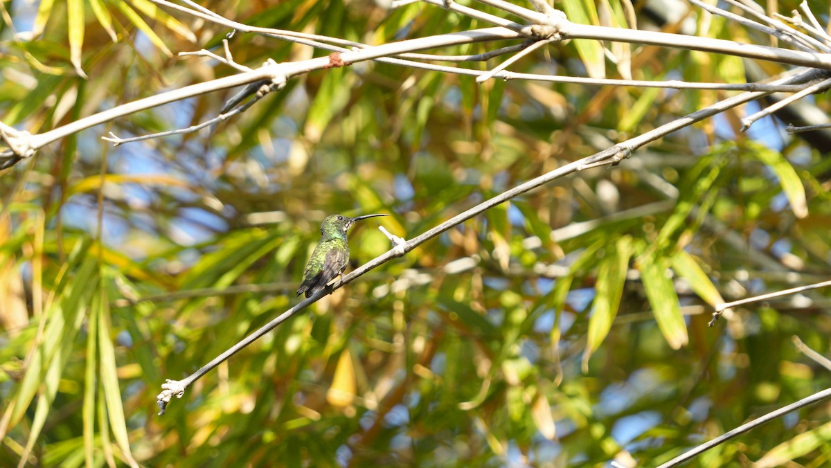 Green-breasted Mango - ML652854413