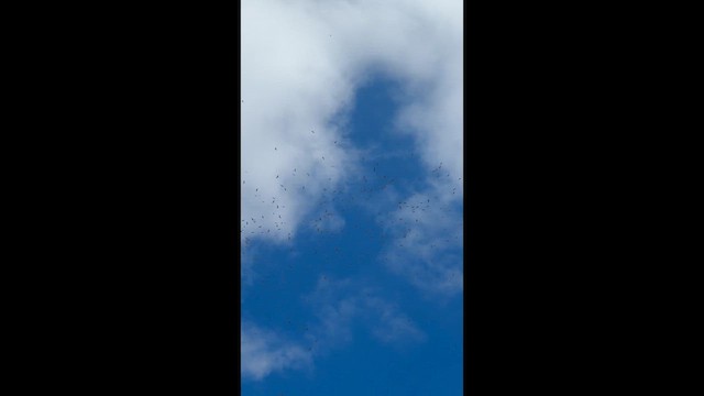 Broad-winged Hawk - ML652854515