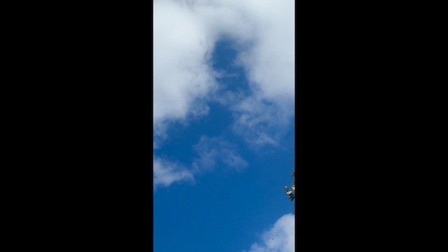 Broad-winged Hawk - ML652854517