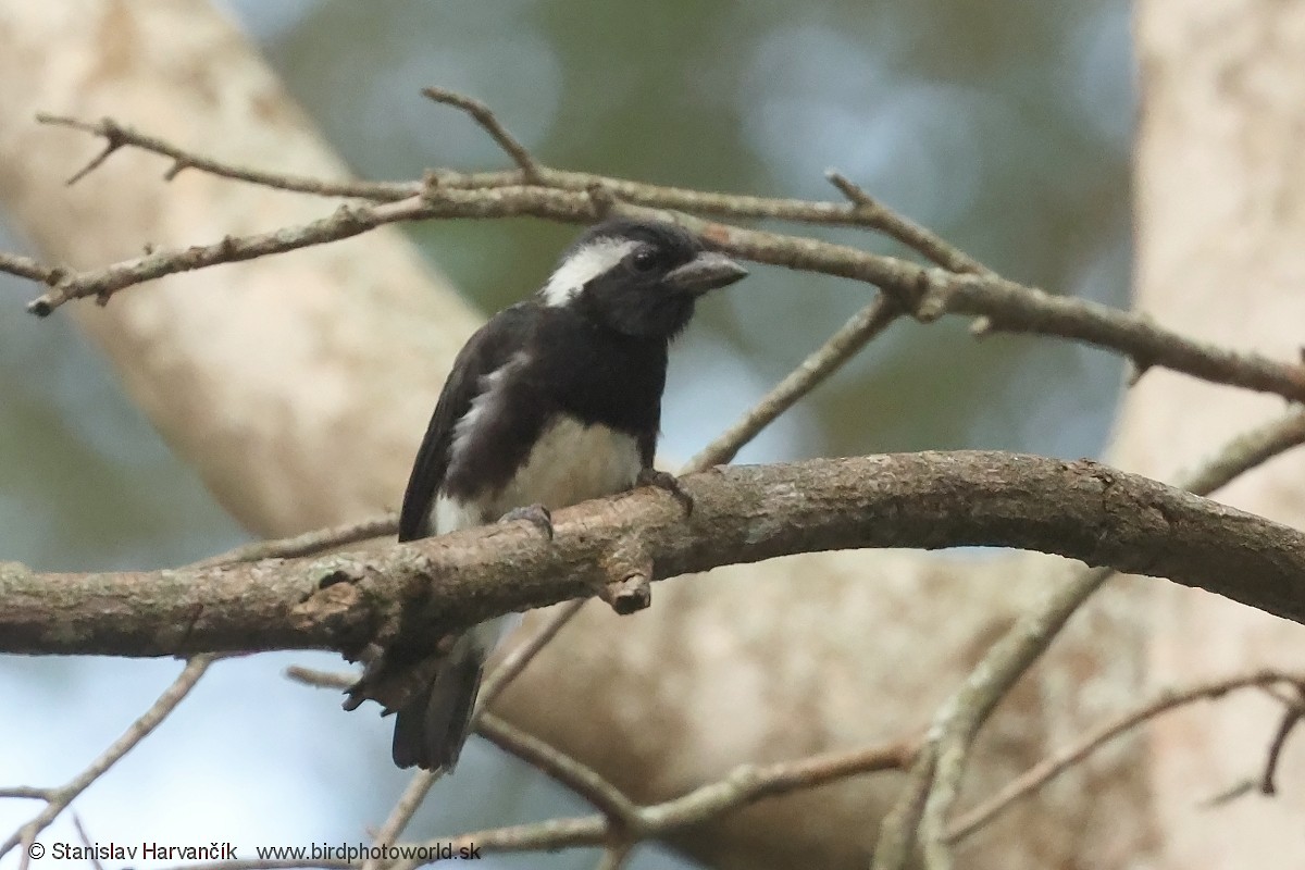 White-eared Barbet - ML652854656