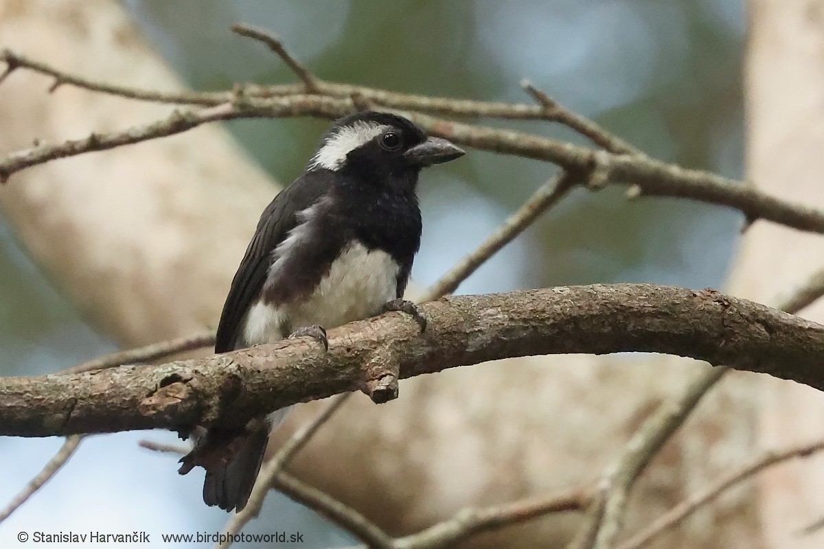 White-eared Barbet - ML652854657