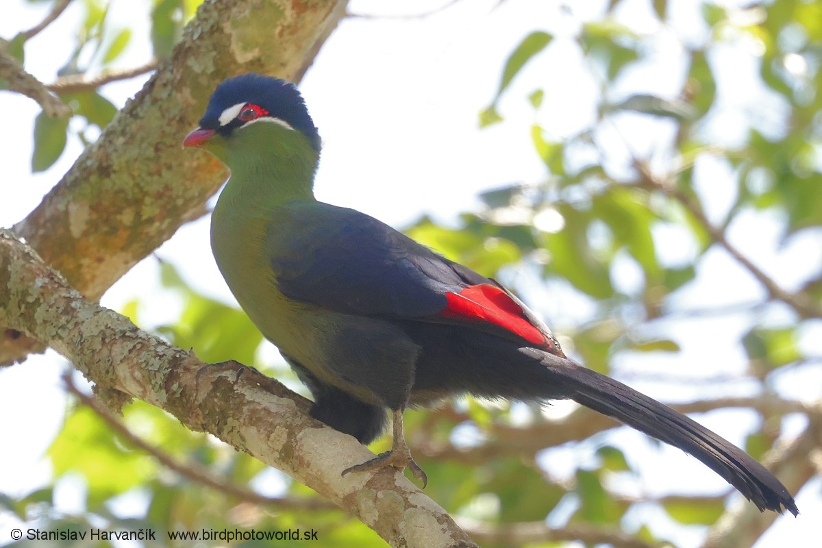 Синехохлый турако - ML652854769