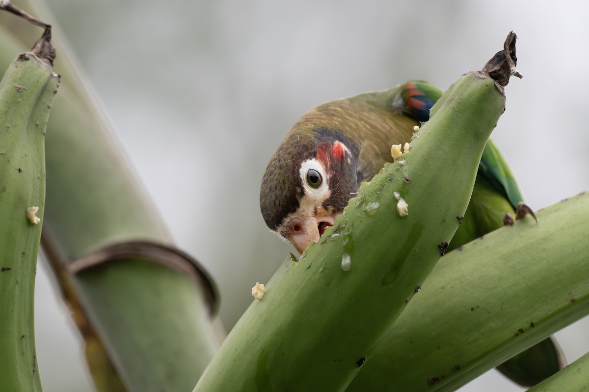 eBird Checklist - 21 Feb 2026 - Amphibia House - 80 species