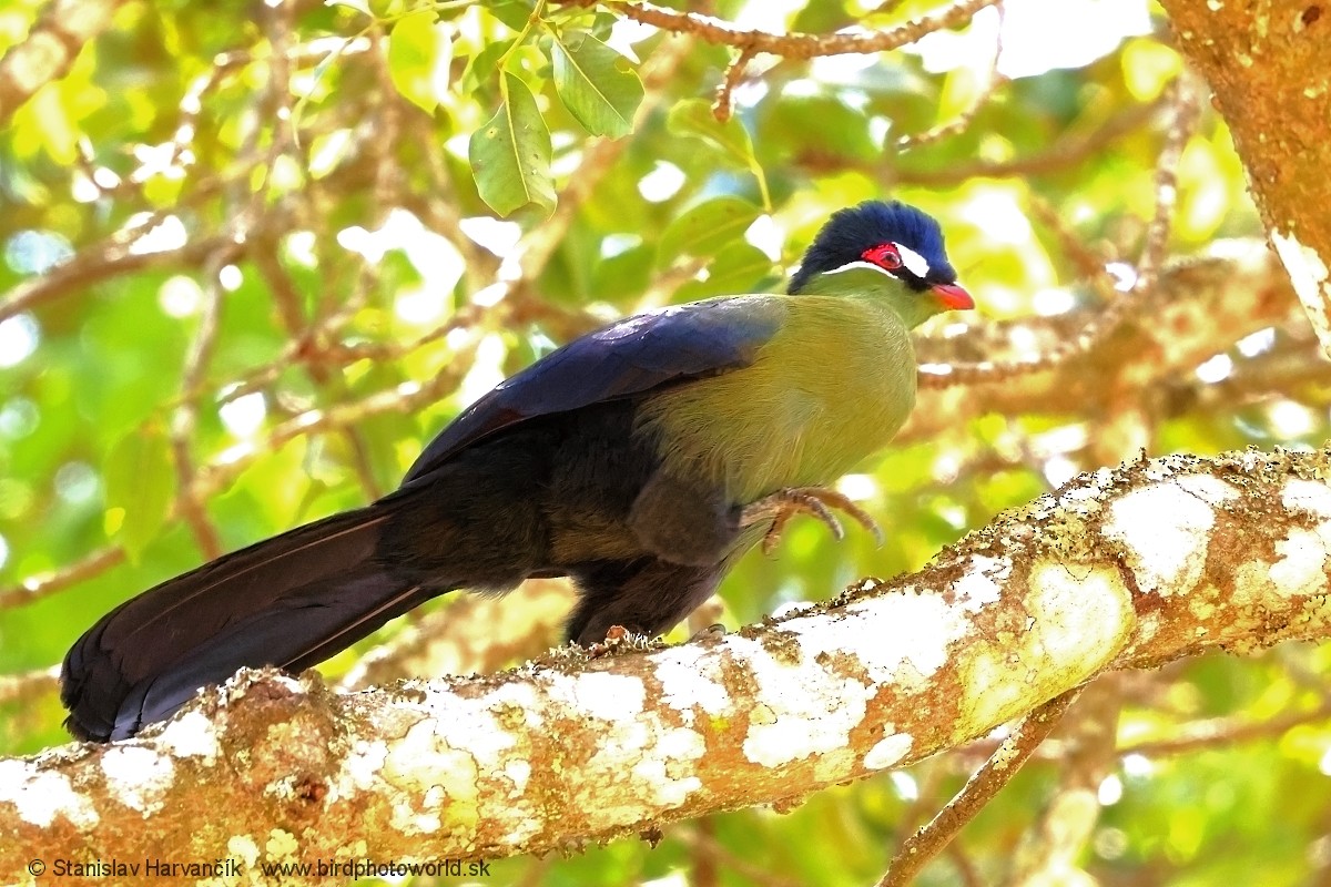 Синехохлый турако - ML652855338