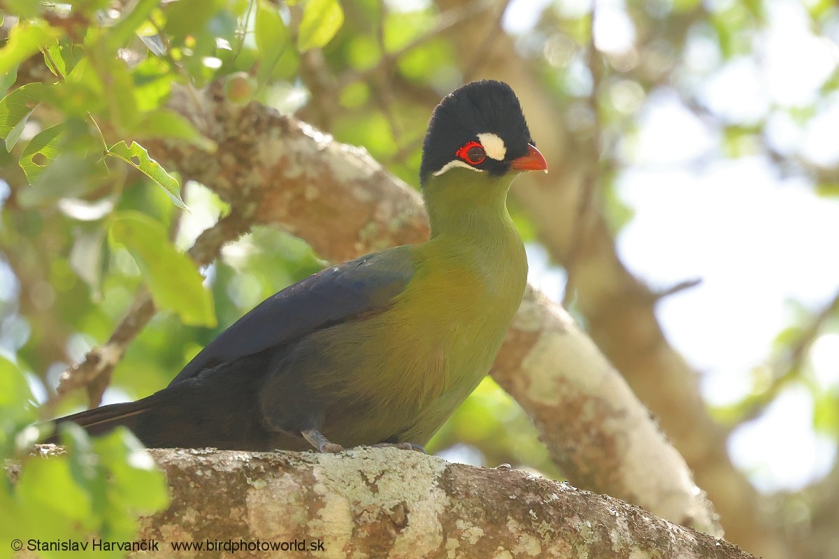 Синехохлый турако - ML652855339