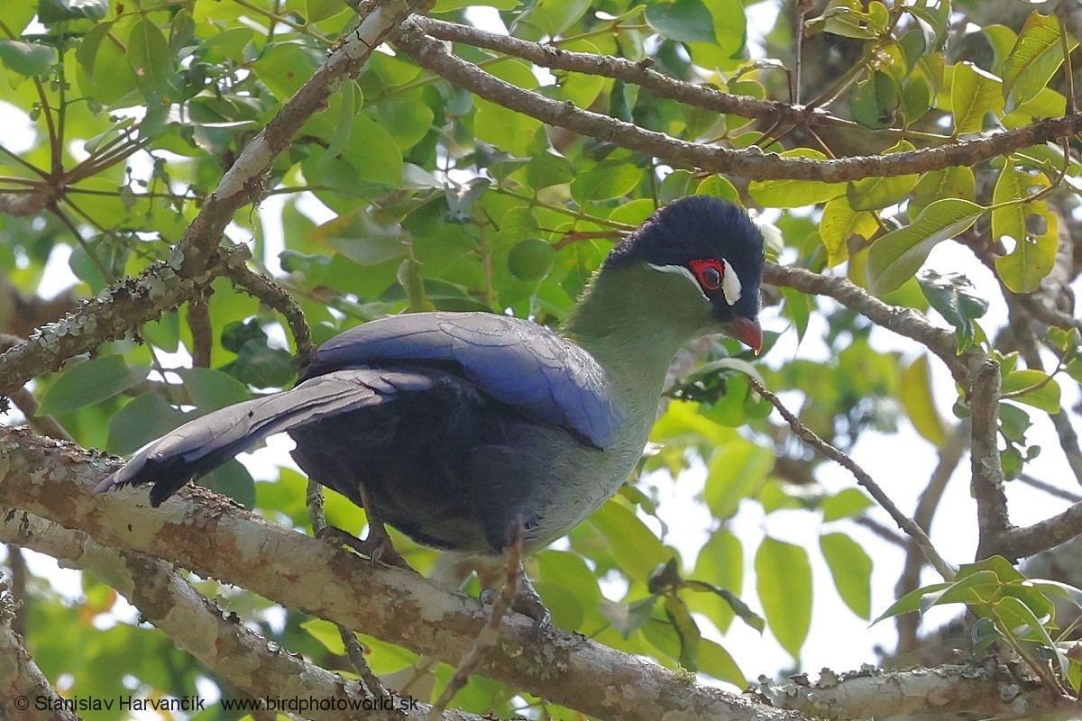 Синехохлый турако - ML652855340