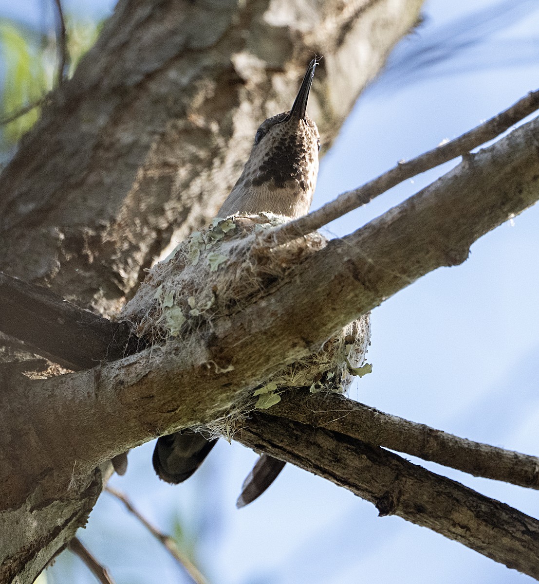 Anna's Hummingbird - ML652855457