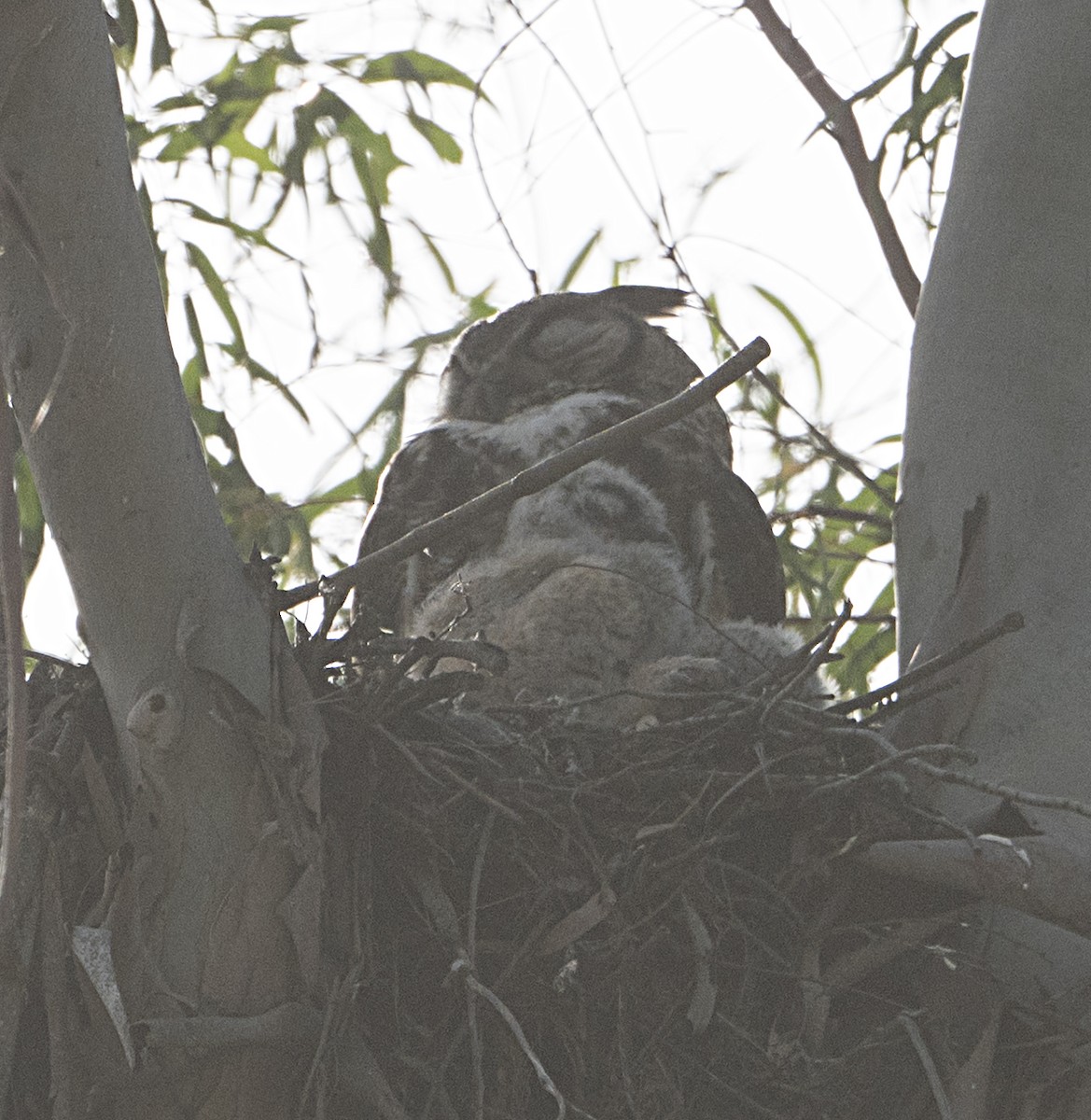 Great Horned Owl - ML652855498
