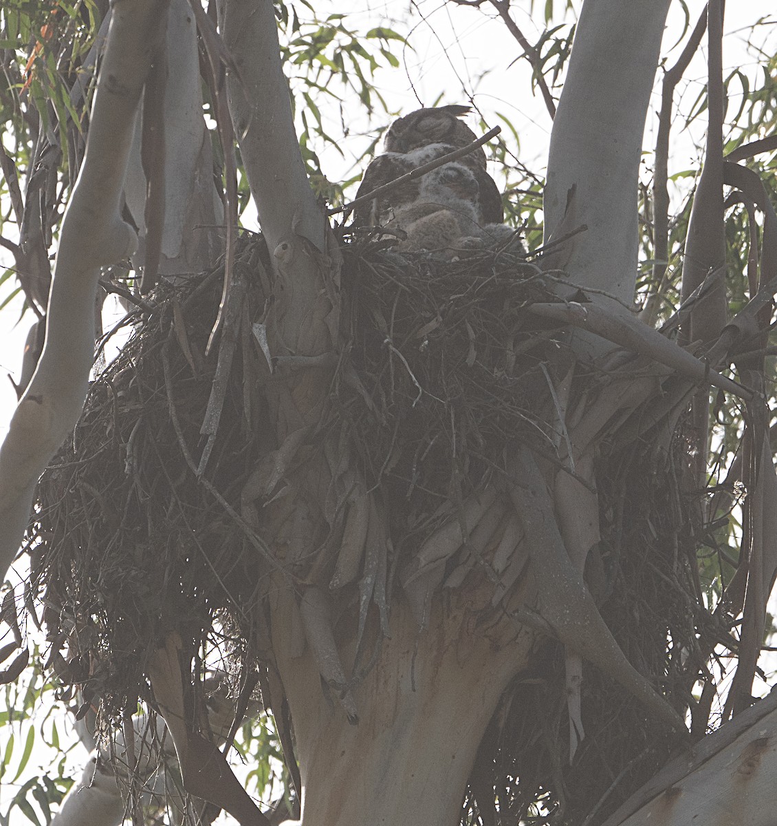 Great Horned Owl - ML652855499