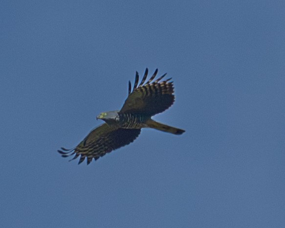 Langschnabelweih - ML652855526