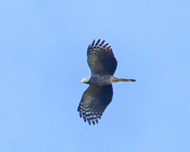 Langschnabelweih - ML652855527