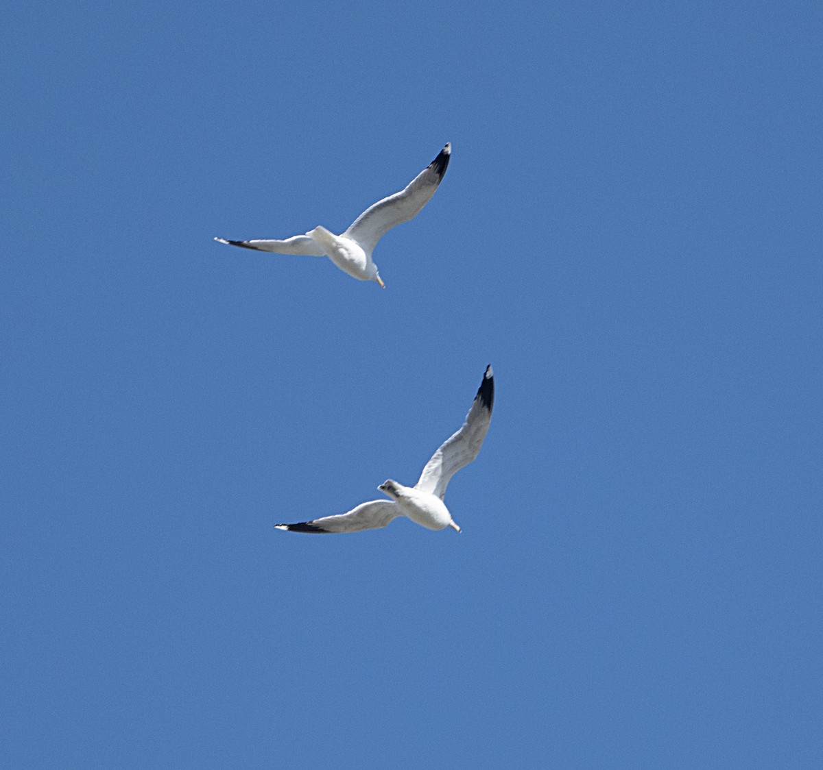California Gull - ML652855754