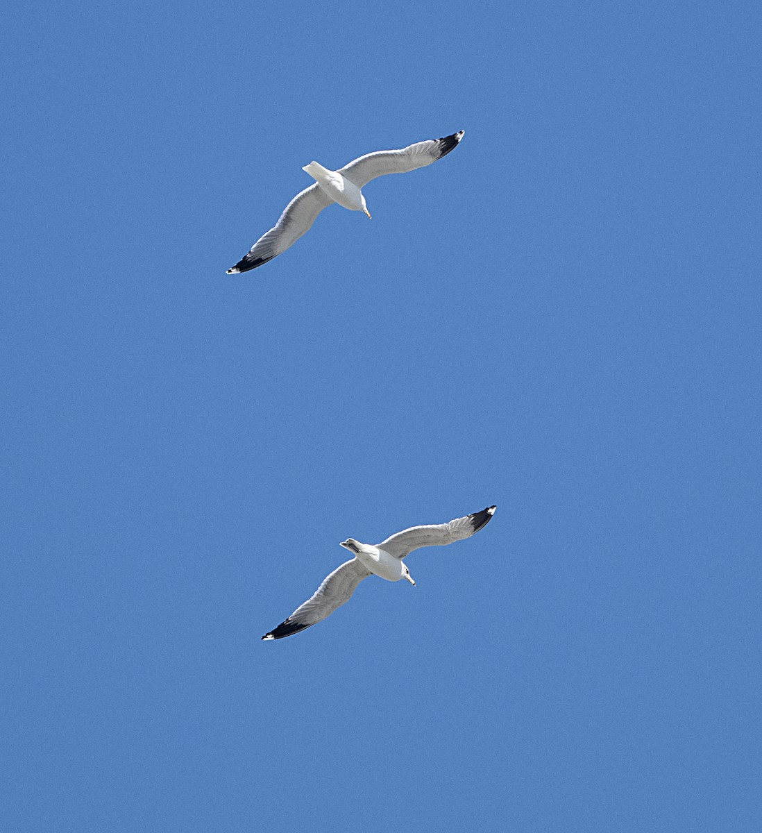 California Gull - ML652855755