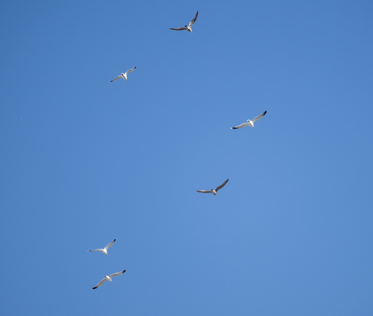 цахлай - ML652855771