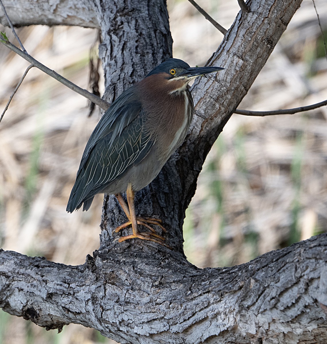 Green Heron - ML652855797
