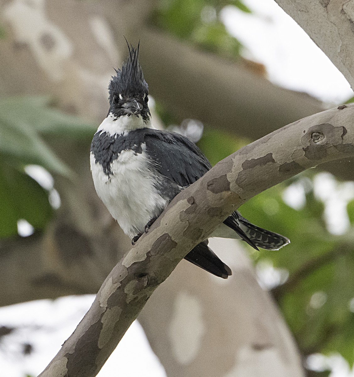 Belted Kingfisher - ML652855824