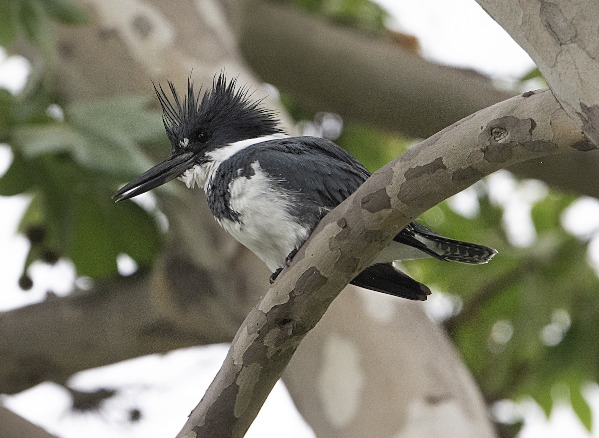Belted Kingfisher - ML652855825