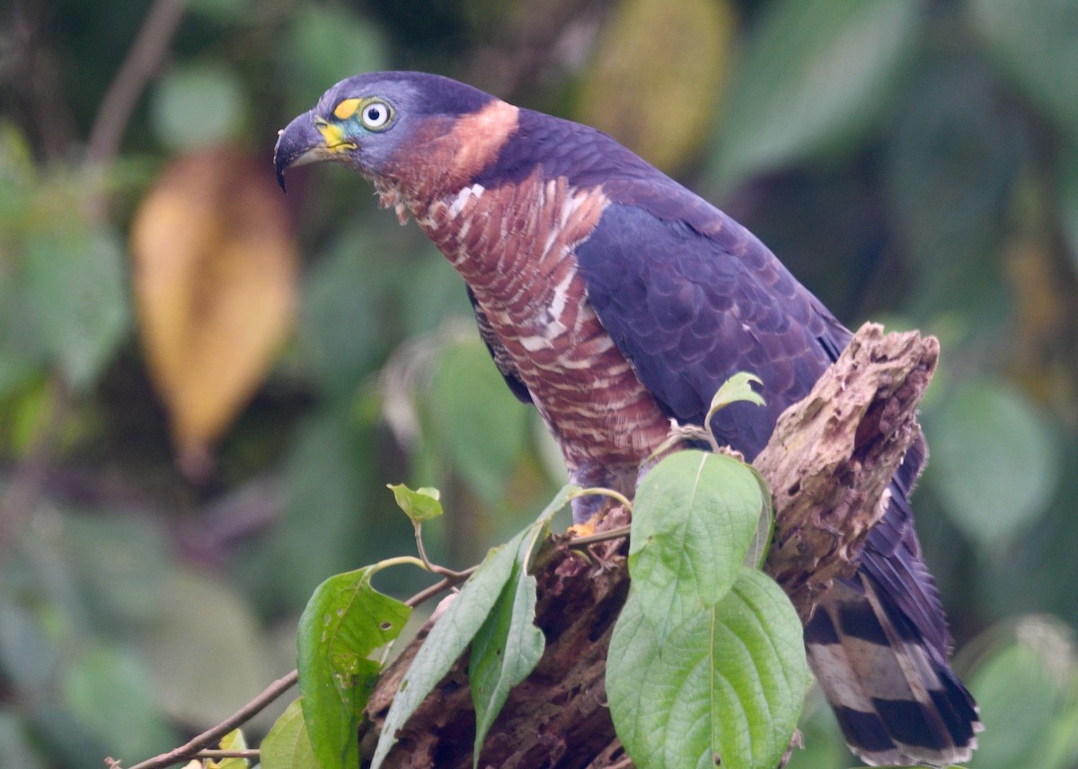 Langschnabelweih - ML652855847