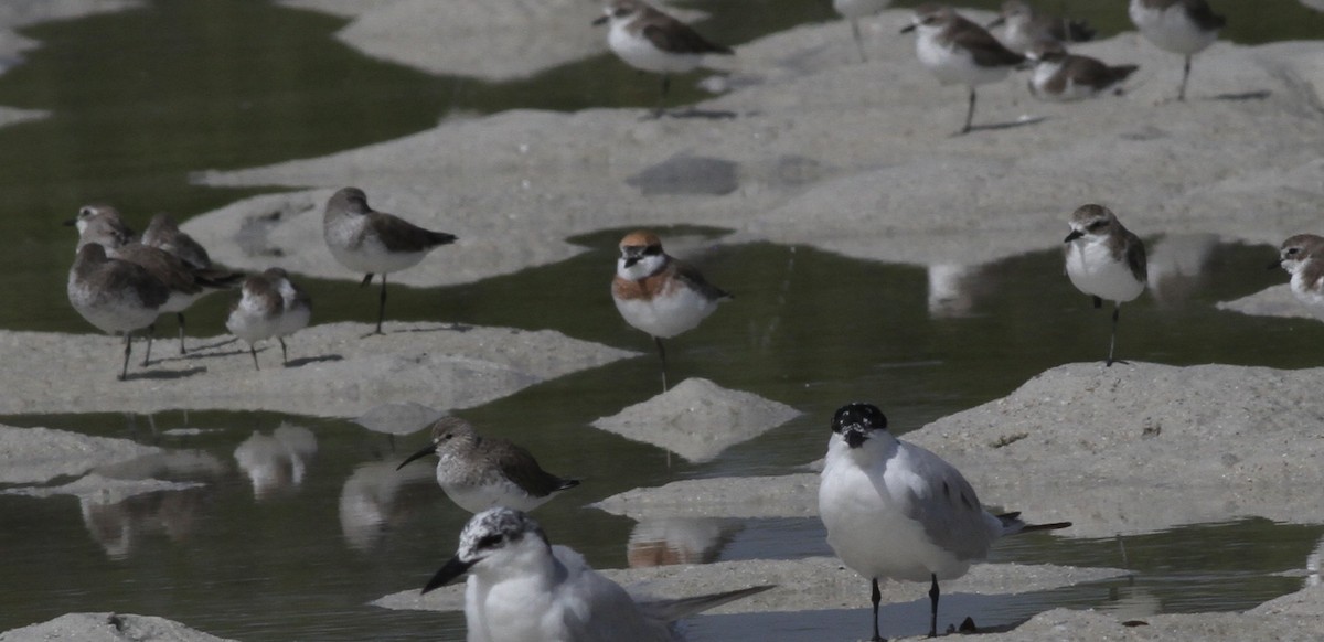 Tibet Cılıbıtı - ML652856899